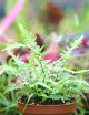 Asplenium ebenoides - Fougère à queue de dragon