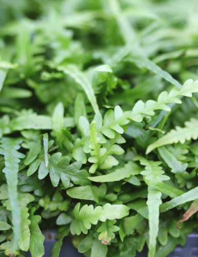Asplenium ebenoides - Fougère à queue de dragon