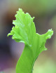 Asplenium antiquum ‘Leslie’ – Fougère nid d’oiseau frisée