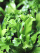 Asplenium antiquum ‘Leslie’ – Fougère nid d’oiseau frisée
