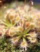 Drosera roseana | Plante carnivore pygmée