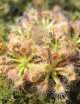 Drosera roseana | Plante carnivore pygmée