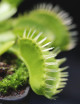 Dionaea muscipula "Triton"