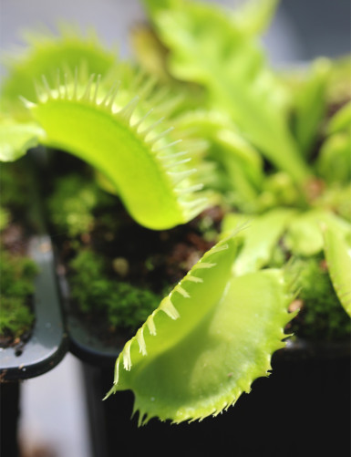Dionaea muscipula "Triton"