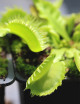 Dionaea muscipula "Triton"