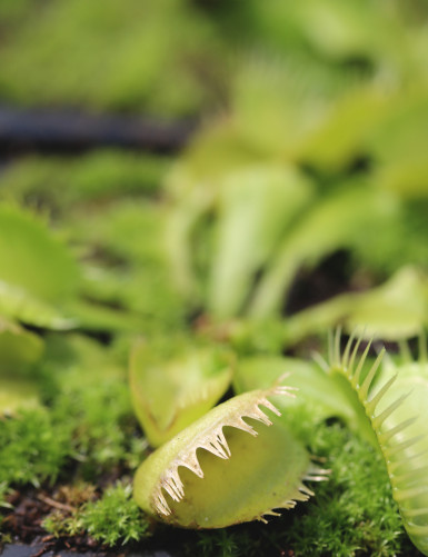 Dionaea muscipula "Triton"