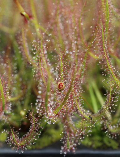 Drosera binata extrema |...