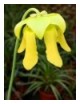 Plante carnivore Sarracenia flava var. maxima