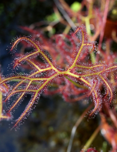 Drosera binata extrema | mini-mottes