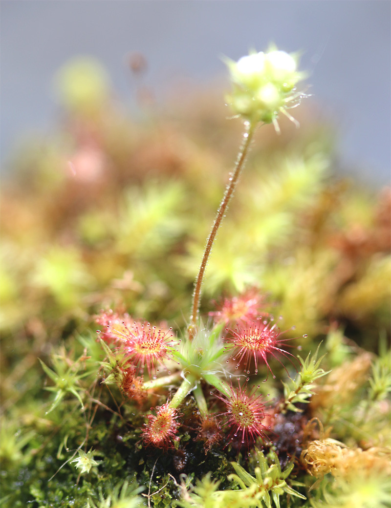 Drosera paleacea plante carnivore