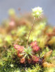 Drosera paleacea plante carnivore