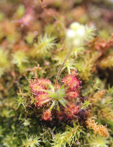 Drosera paleacea plante carnivore