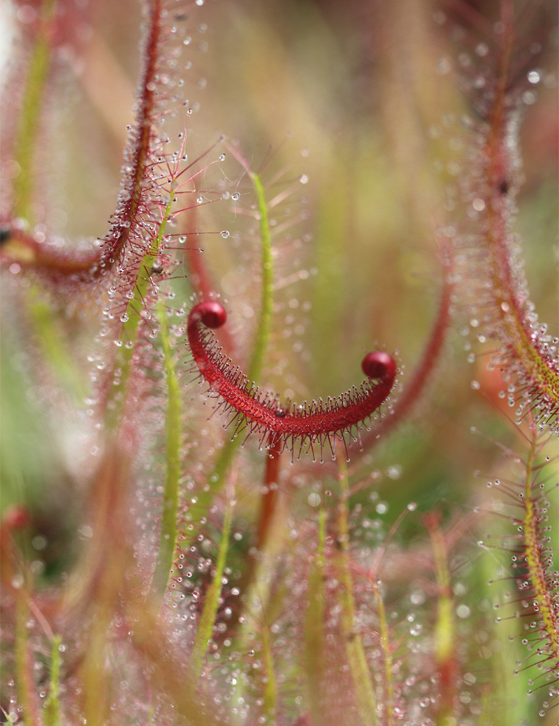 Drosera binata "red stems"