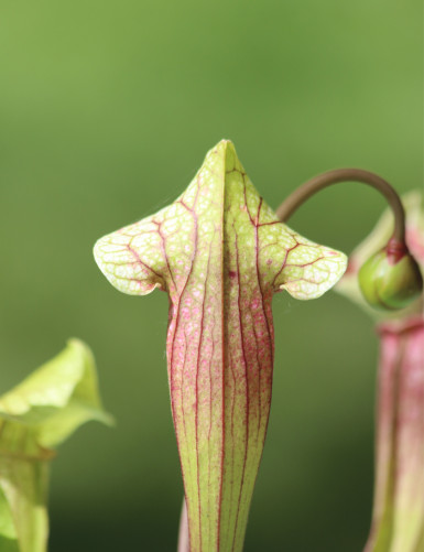 Plante carnivore Sarracenia hybride EVA
