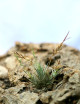 Graines de Tillandsia loliacea