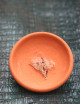 Graines de Tillandsia loliacea