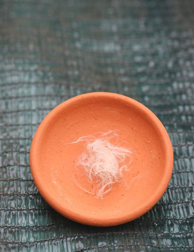 Graines de Tillandsia streptocarpa