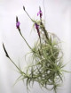 Graines de Tillandsia streptocarpa