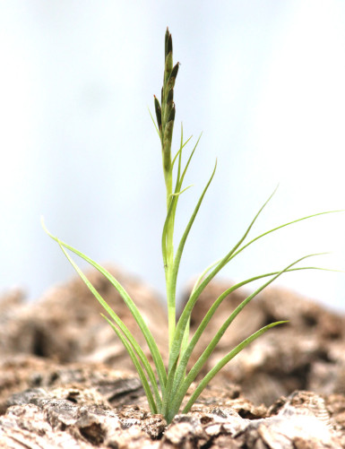 Graines de Tillandsia streptocarpa