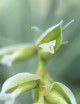 Graines de Tillandsia Pohliana