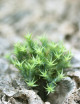Graines de Tillandsia tricholepis