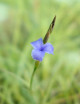 Graines de Tillandsia mallemontii