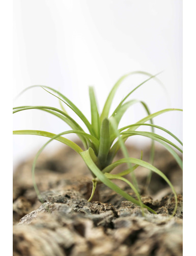 Graines de Tillandsia polystachia