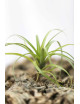 Graines de Tillandsia polystachia