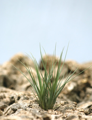 Graines de tillandsia seideliana