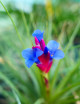 Graines de tillandsia seideliana