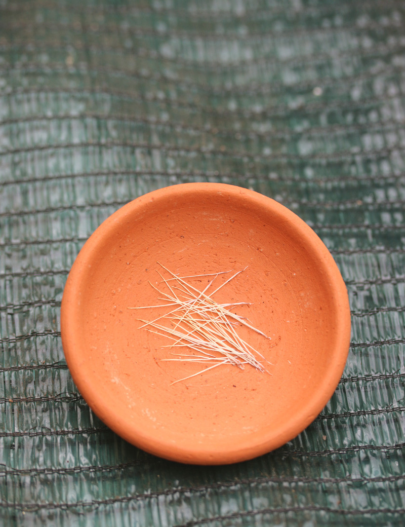 Graines de Tillandsia schiedeana