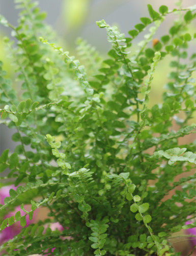 Neprholepis cordifolia "Duffy"