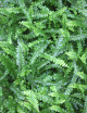 Neprholepis cordifolia "Duffy"