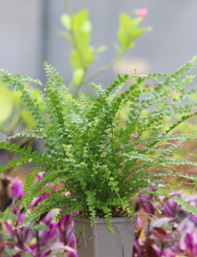 Neprholepis cordifolia "Duffy"