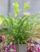 Neprholepis cordifolia "Duffy"