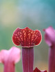 Sarracenia Tess