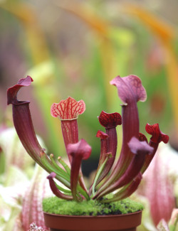 Plante carnivore Sarracenia Tess