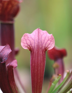Plante carnivore Sarracenia Tess