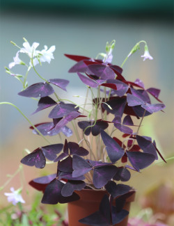 Plantes terrariums Oxalis triangularis | Trèfle pourpre