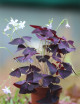 Plantes terrariums Oxalis triangularis | Trèfle pourpre