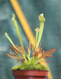 Duo - Sarracenia prupurea...