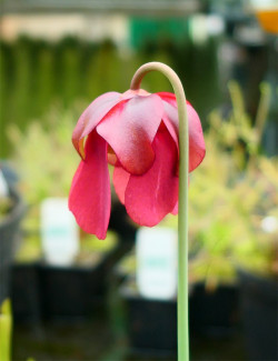 Duo - Sarracenia prupurea rubra leuco et Dorsera capensis