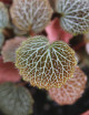 Saxifraga stolonifera 'Maroon Beauty'