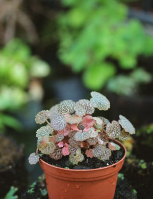 Saxifraga stolonifera 'Maroon Beauty'