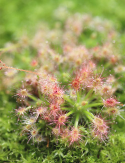 Drosera androsacea | Drosera pygmée plante carnivore