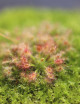 Drosera androsacea | Drosera pygmée plante carnivore