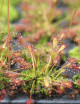 Drosera intermedia | mini-mottes plante carnivore
