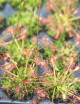 Drosera intermedia | mini-mottes plante carnivore