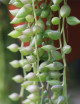 Senecio rowleyanus | À repiquer