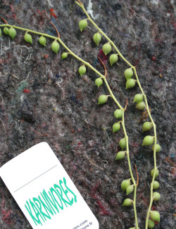 Senecio herreanus| À repiquer